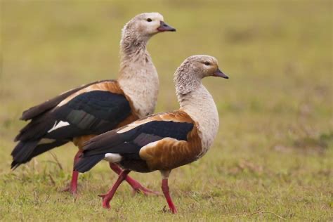 <p>Family: Anatidae</p>