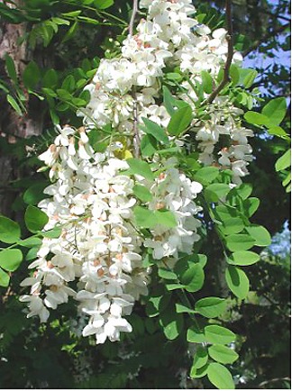 <p>. bigger(rounder/wider/broader) leaves than honey locust - 21-40” long, shorter fruits - 3-4 inch two valved</p>