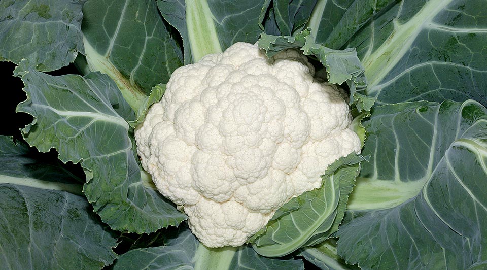 <p>Cauliflower</p>