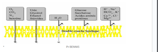 <ul><li><p>le passages des petit mol à travers les bicouches phospholipidiques selon le gradient de concentration avec une vitesse de diffusion proportionnelle au gradient de concentration et l’hydrophobicité ( solubilité ) de chaque molc et inversement prportionnelle à sa taille : <span style="color: #14eb0e">O<sub>2</sub> , CO<sub>2 </sub>, alcool , N<sub>2</sub> .</span></p><p></p></li></ul><p></p>