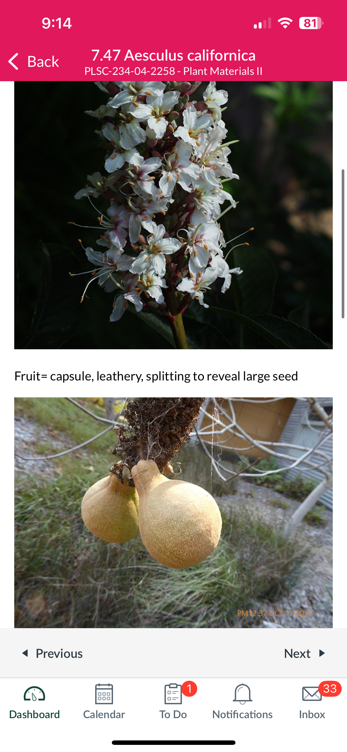 <p>Aesculus californica</p>