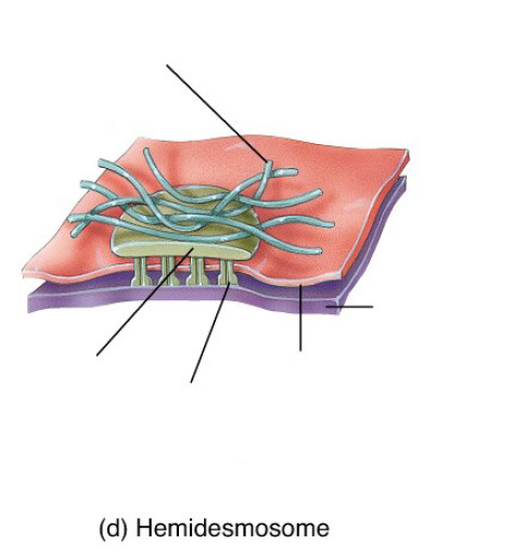 <p>hemidesmosomes</p>