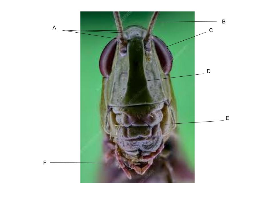 <p>What part of the body is C?</p>