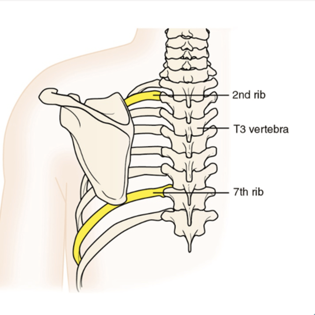 <p>manubrium, body, xiphoid process</p>