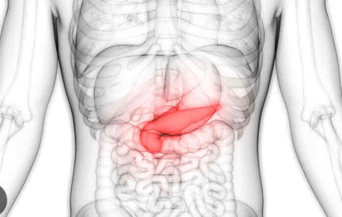 <p><strong><span>Pancreas</span></strong></p>