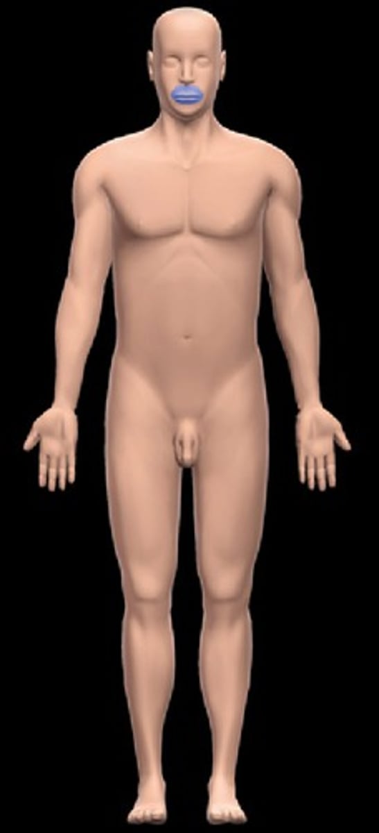 <p>Location:</p><p>Head (anterior inferior facial region)</p><p>Description:</p><p>Region of mouth</p>
