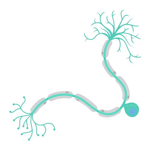 <p>Sensory neuron (unipolar)</p>