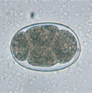 <p>• Thin-shelled colorless</p><p>• Measure 60-75 μm by 35-40 μm</p><p>• Typically in 4 cell staged when laid, but can mature into egg containing larva if transit slow</p>