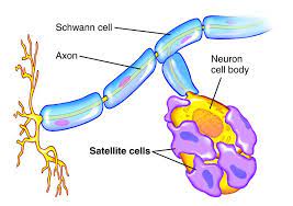 Schwann cells