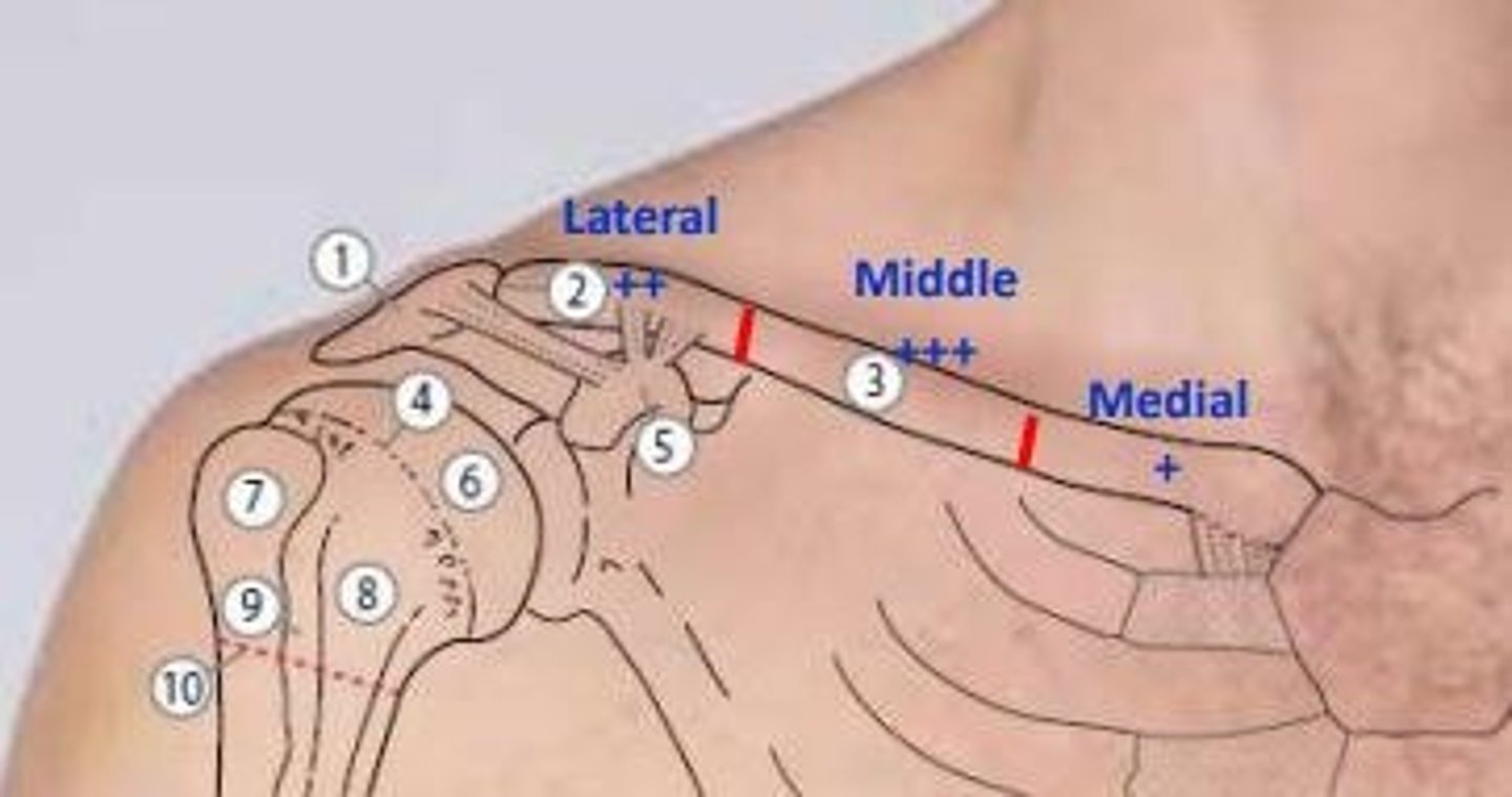 <p>Middle 1/3 > Lateral 1/3 > Medial 1/3</p>