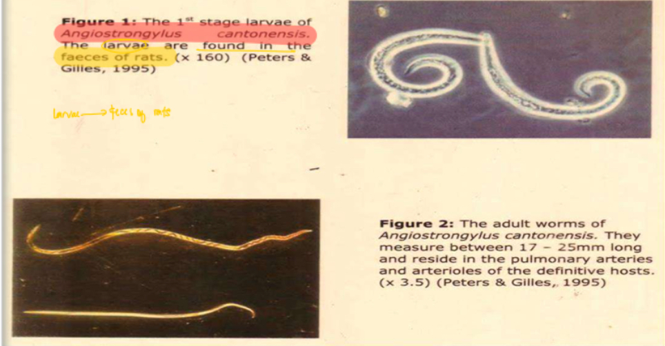 <p>Life cycle?</p>