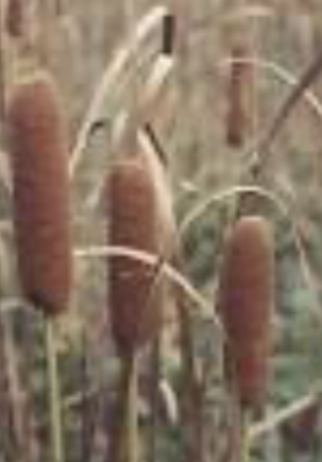 <p>cattail </p>