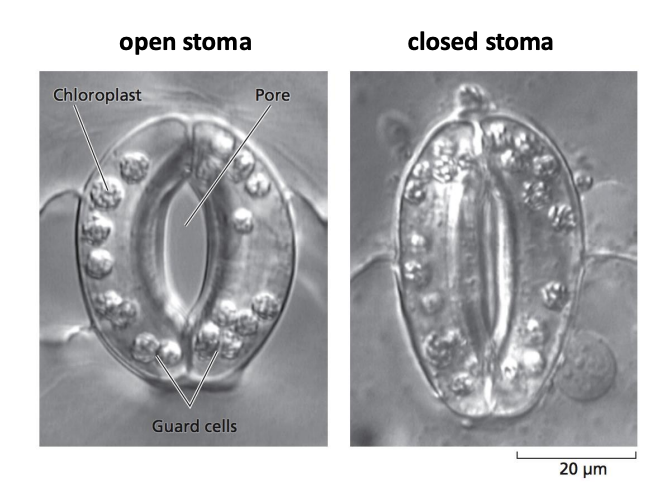 <p>Due to ultrastructure of cell wall</p><ul><li><p>cell wall thickening</p></li><li><p>cellulose microfibril orientation</p></li></ul><p>→ causes GCs to become <strong>rounder with increased pressure</strong></p><ul><li><p>→<strong> Open aperture</strong></p></li></ul><p></p>
