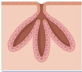 <p>name the type of gland</p>