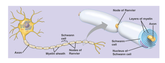 <p><span>Name for spaces between segments of myelin sheath?&nbsp;</span></p><p></p>