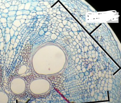<ul><li><p>translocate photosynthate (product of photosynthesis - sugar)</p></li><li><p>composed of sieve tube elements (STE’s)</p></li></ul><p></p>