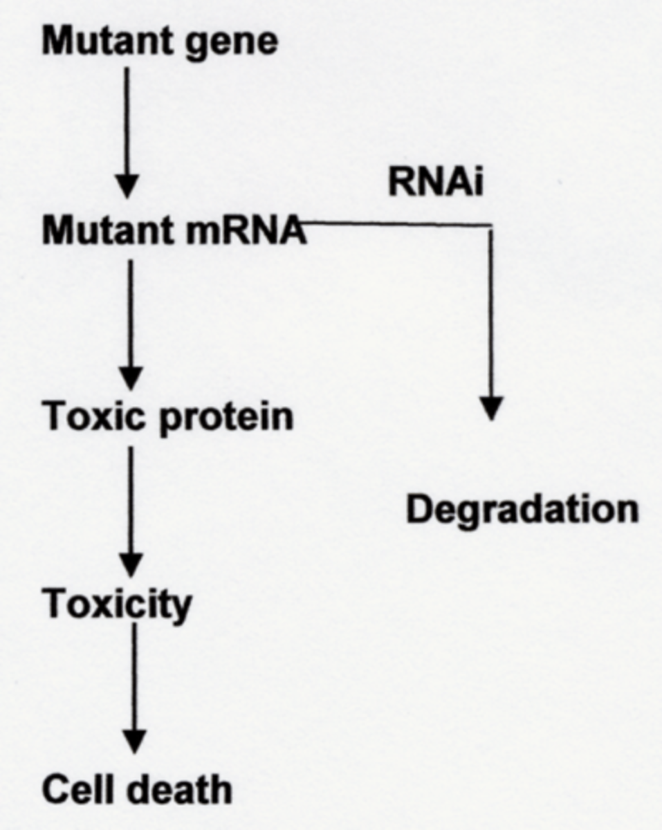 <p>Transgene X makes antisense RNA X</p><p>Endogenous gene X makes mRNA X</p><p>RNA X from the transgene X binds to the endogenous mRNA X</p><p>mRNA does not make a protein</p>
