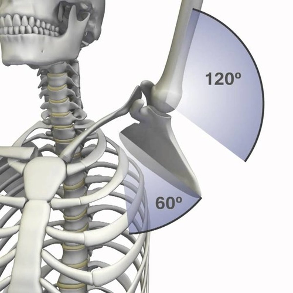 <p>beyond 30 degrees flexion, the scapula and humerus move at a 1:2 ratio. full flexion or abduction of the shoulder involves approximately 60 degrees scapular rotation and 120 degrees flexions</p>