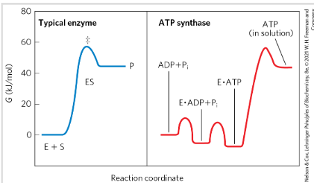 <p>Typical E: catalyze by lowering activation energy</p><p>ATP synthase: Uses a proton gradient to rotate parts of its structure→ mechanical energy converted to chemical energy y synthesizing ATP. Major energy barrier is the release of ATP from E not the reaction</p>