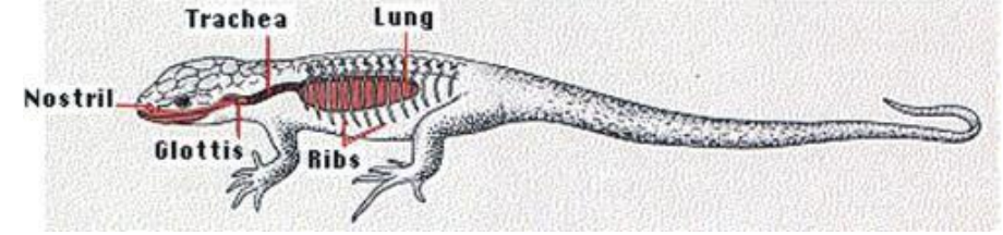 <p>• Draw air in</p><p>• Intercostal muscles abduct ribs & expand ribcage, pressure drops, & air drawn in, glottis is closed, and air is held in</p><p>• Long periods of apnea (temporary cessation of breathing)</p><p>• Air expelled by adduction of ribs & smooth muscle in lung wall</p><p>• More efficient than buccal pump (air transferred to lungs in one movement)</p>
