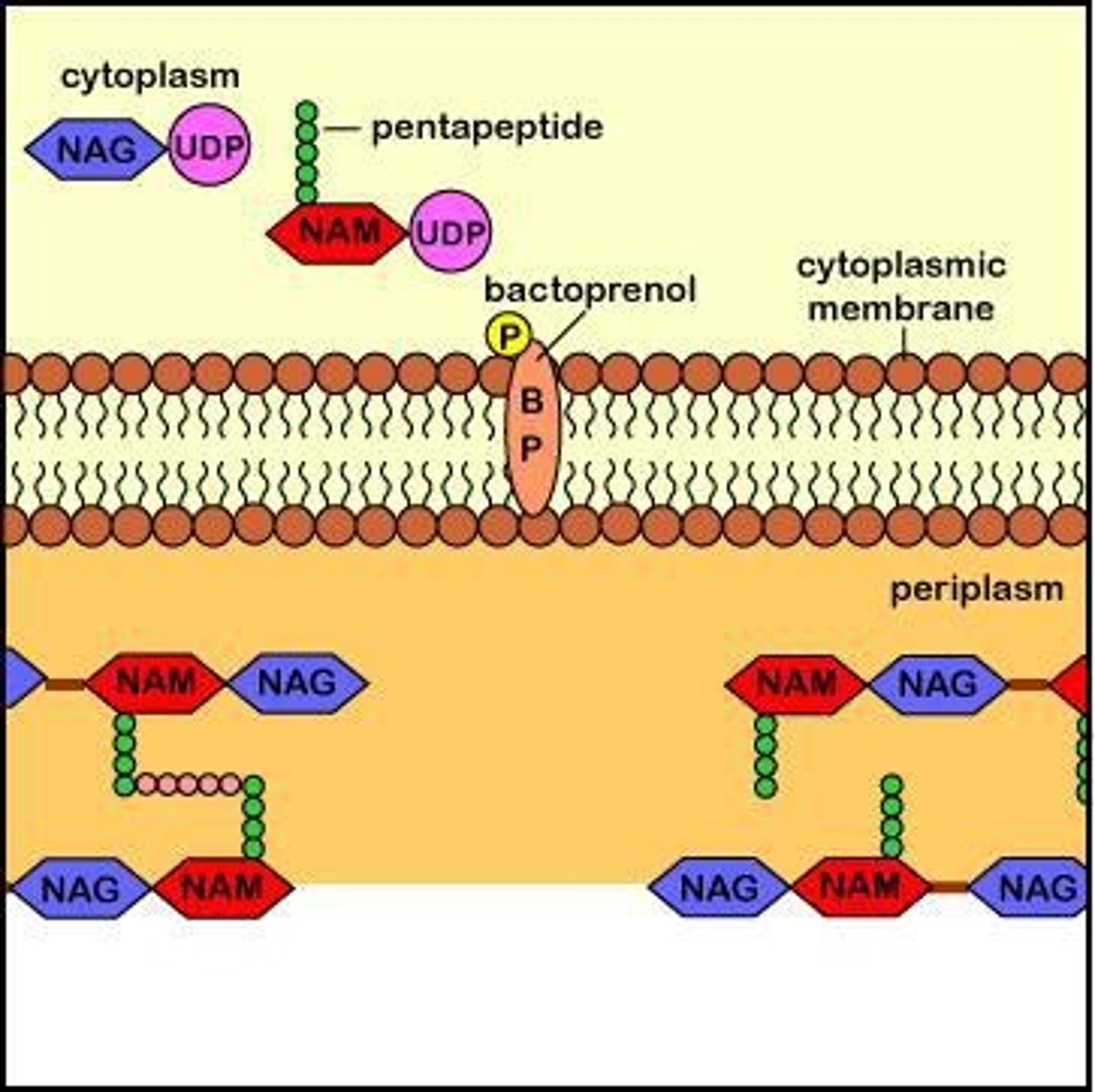 <p>Bactoprenol (undecaprenol) transports peptidoglycan monomers across the cytoplasmic membrane.</p>
