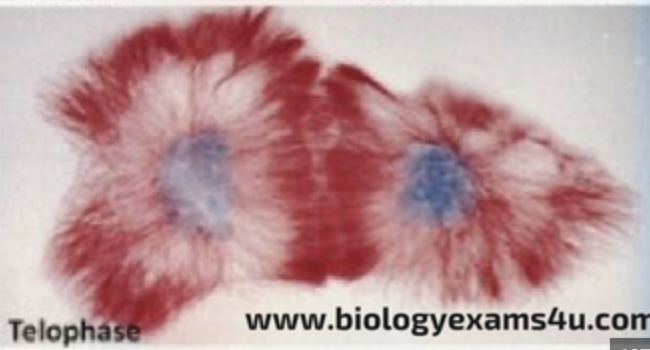 <p>Telophase</p>