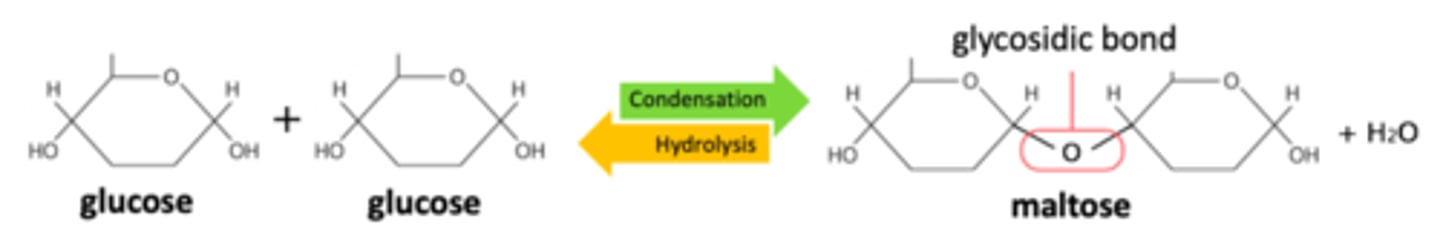 <p>A glycosidic bond</p>