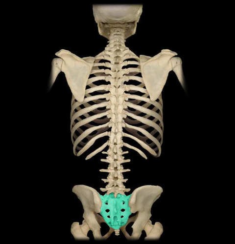 label the parts and features of the vertebral column:
_________