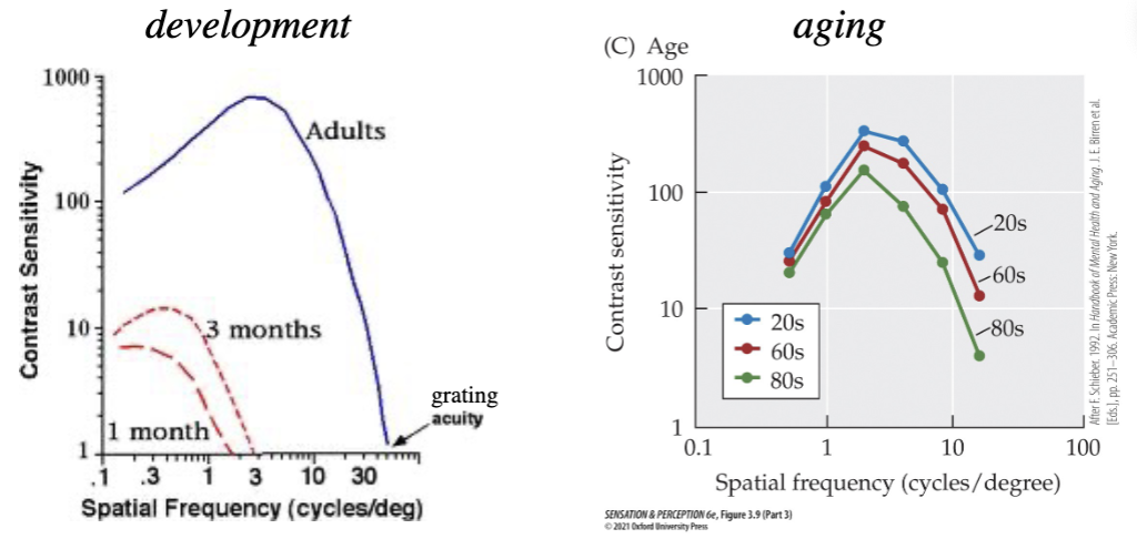 <ul><li><p>during development: contrast sensitivity improves at all spatial frequencies, peak shifts to the right with age (mainly due to longer, thinner, denser cones</p></li><li><p>old age: contrast sensitivity and grating acuity decreases at high spatial frequencies, no peak shift (probably due to changes in optical properties of eye)</p></li></ul><p></p>