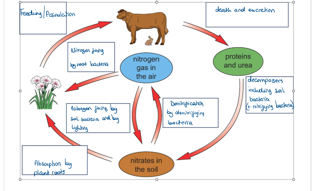 knowt flashcard image