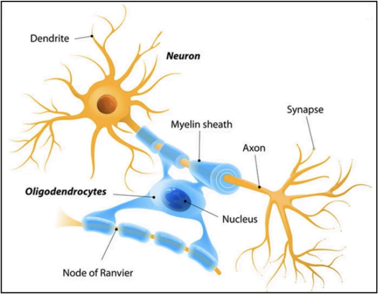 <p>Oligodendrocytes</p>
