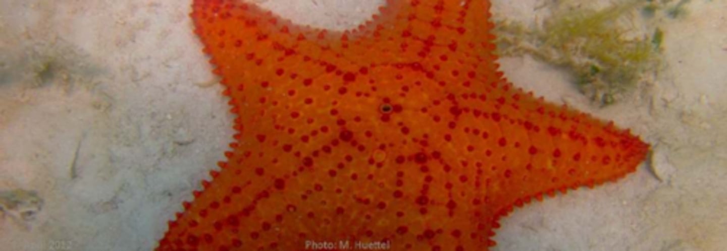 <p>red cushion sea star</p>
