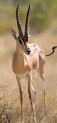 <p>Main challenges include: lack of water and high temperatures)</p><p>Ex. Grant’s gazelle can tolerate a rise in core body temperature to abt 46 degrees C, reducing water needs bc they don’t sweat. (Also have a <strong>countercurrent system</strong> to keep brain cooler)</p>