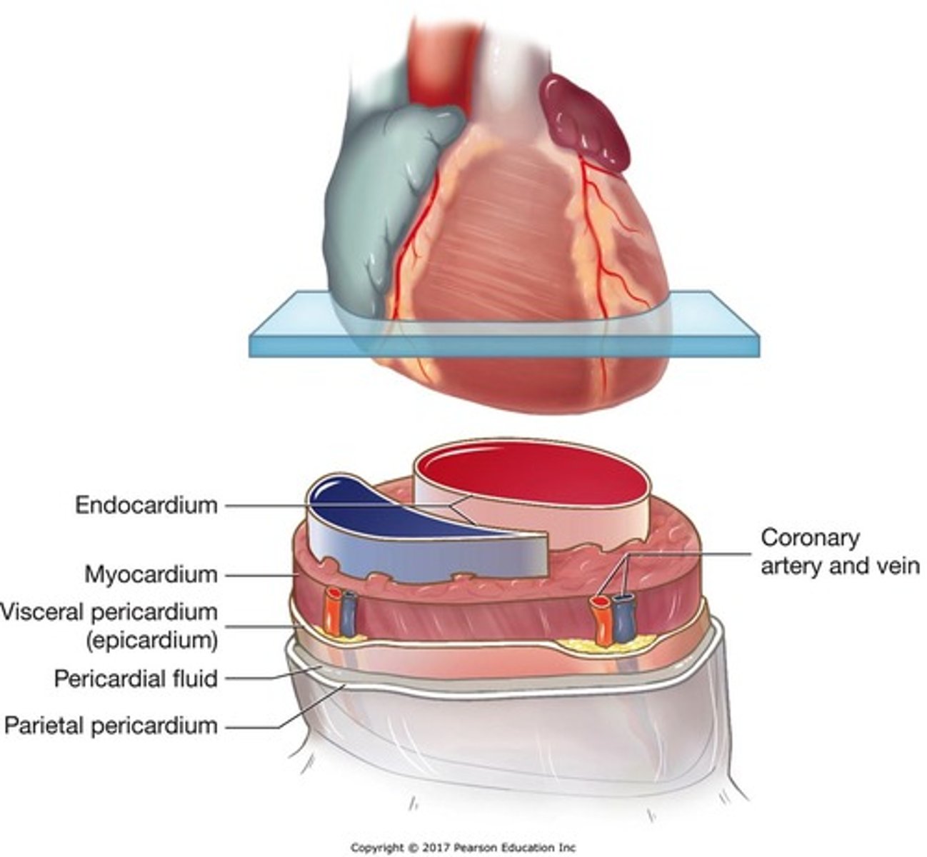 <p>External layer of the heart.</p>