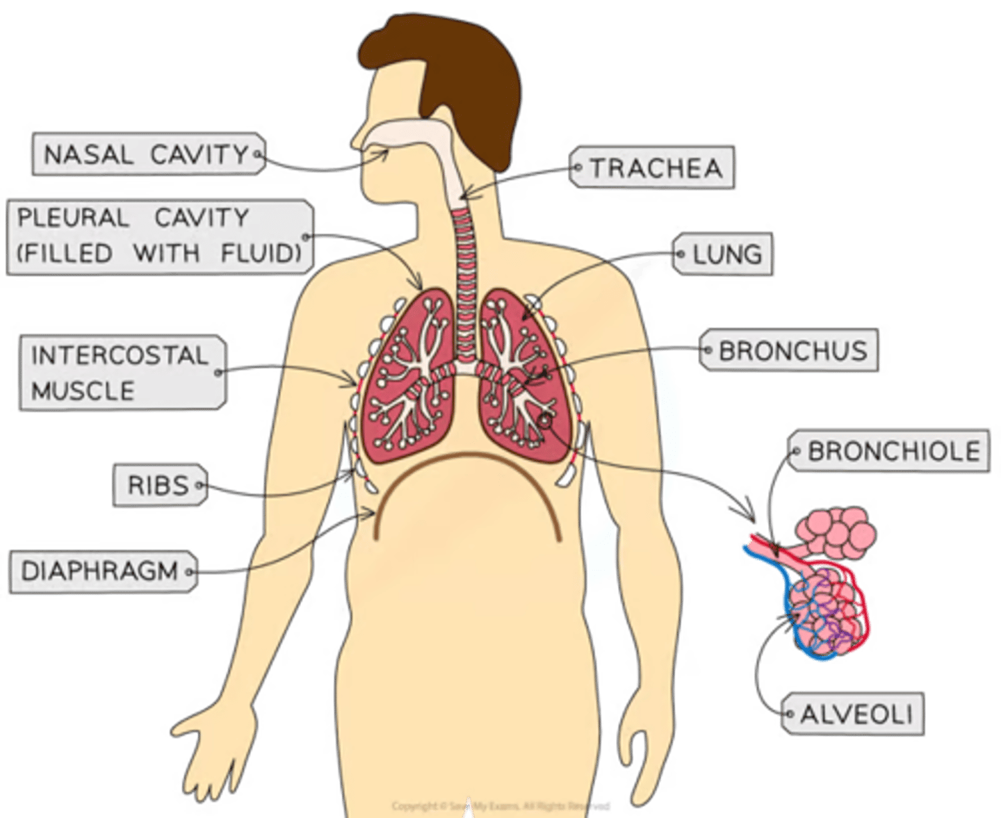 <p>ends of bronchioles</p><p>single layer of epithelium</p><p><strong>elastic fibres </strong>in the extracellular matrix</p><p>-capp network</p><p>-surfactant-watery fluid facilitating diffusion of gases</p>