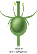<p>Inferior ovary (epigynous flower)</p>