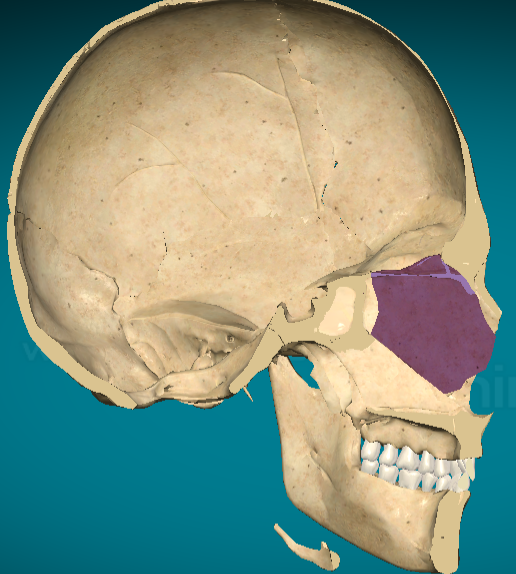 <p>Perpendicular plate of ethmoid bone</p>