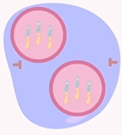 <p>mitosis: telophase</p>