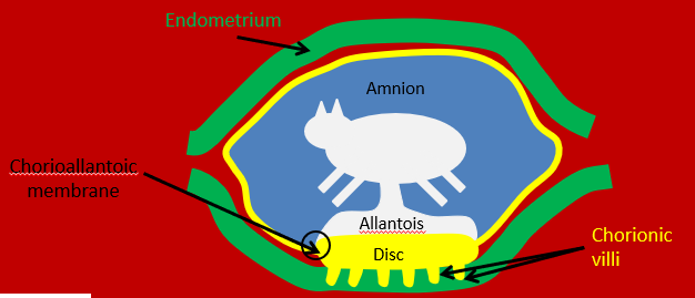 <p>What placenta type do rodents and humans have?</p>