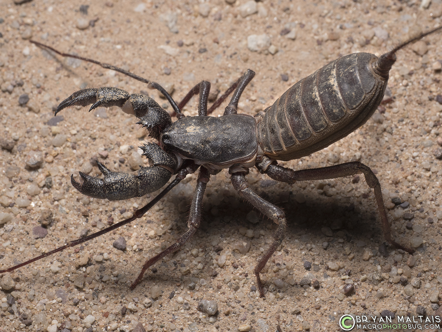 <p>super long legs, scorpion body shape</p>