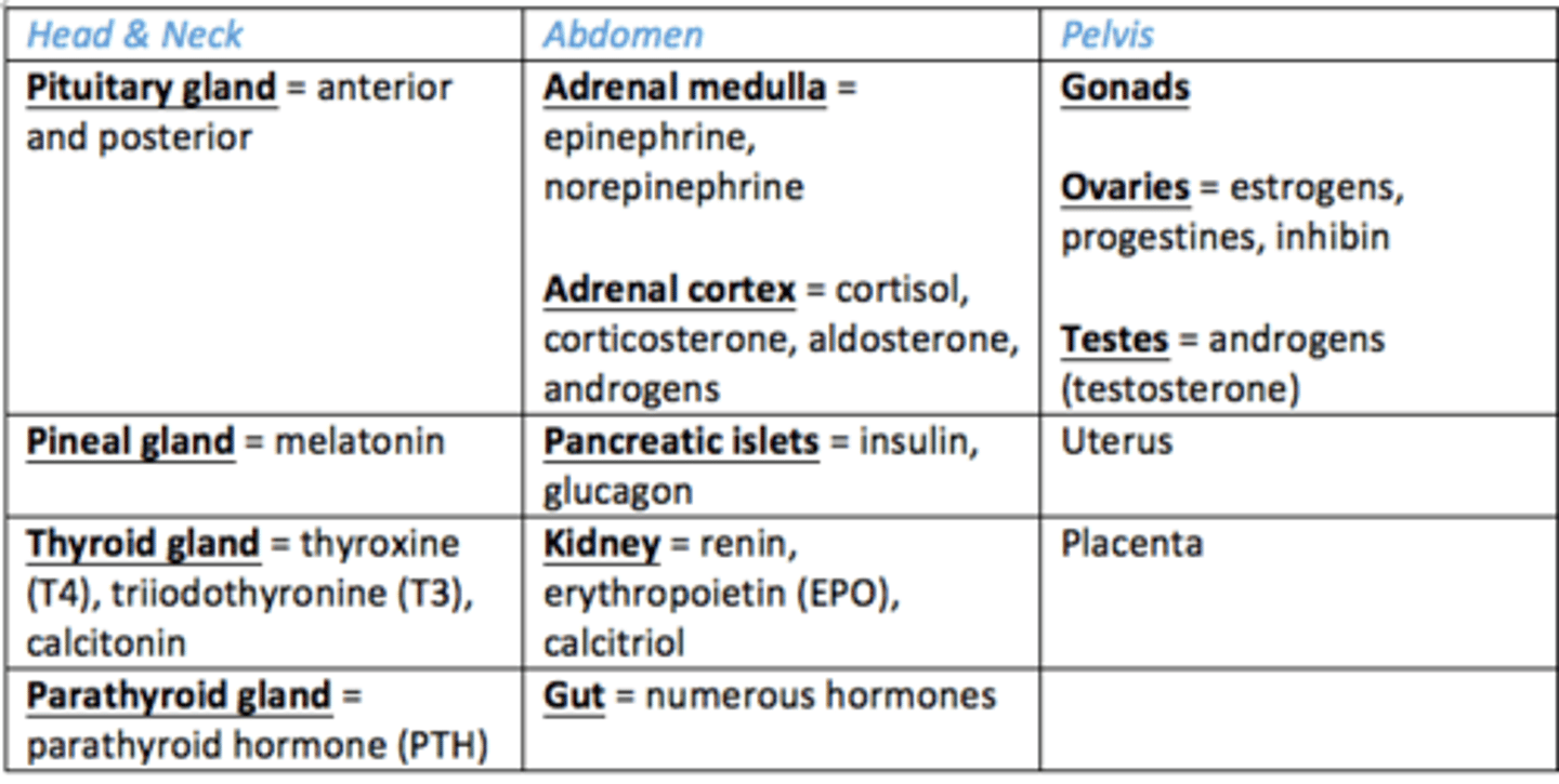 <p>- Adrenal glands: cortex and medulla</p><p>- Pancreas</p><p>- Kidney</p><p>- Gut</p>