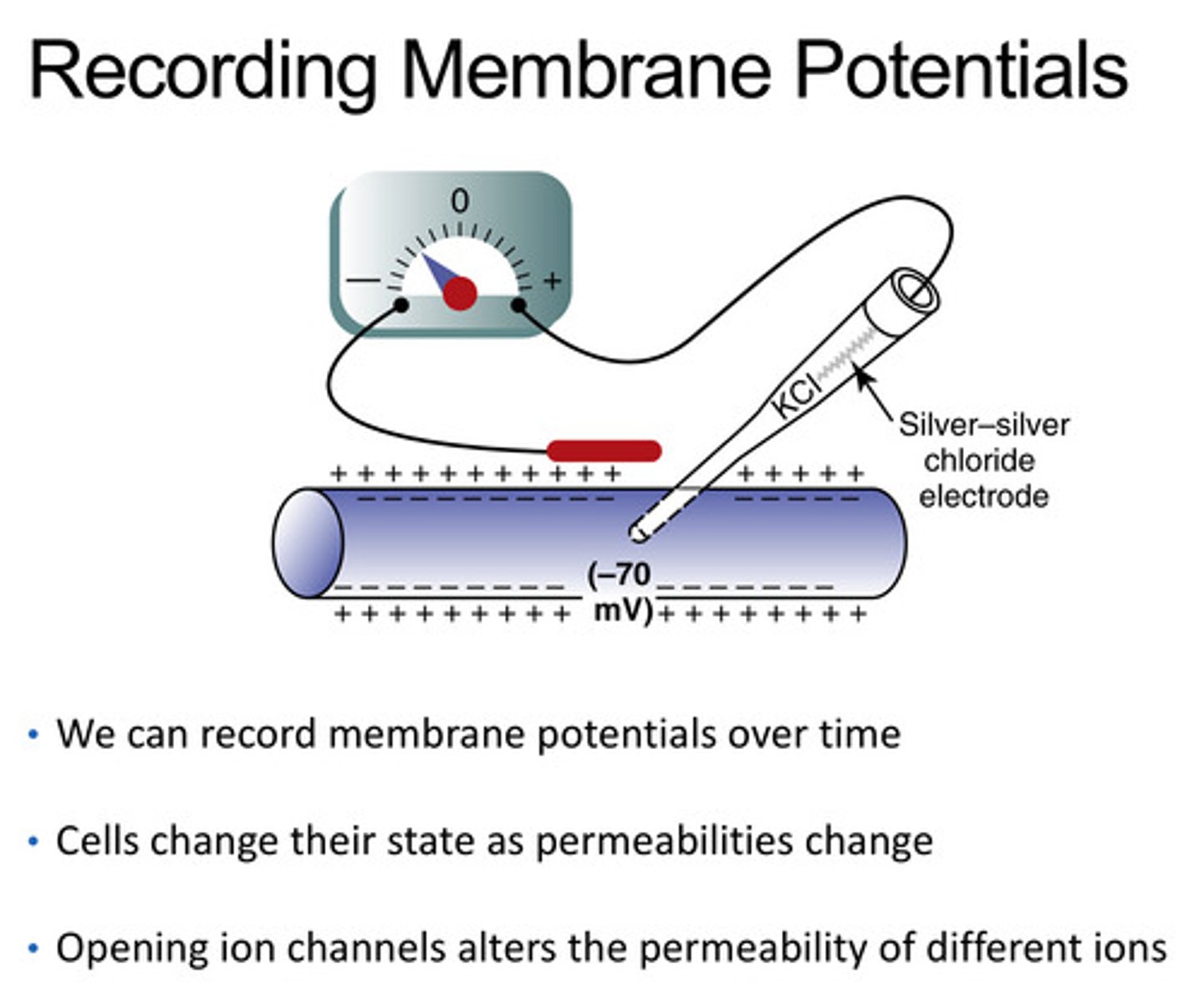 <p>with a silver-silver chloride electrode</p>