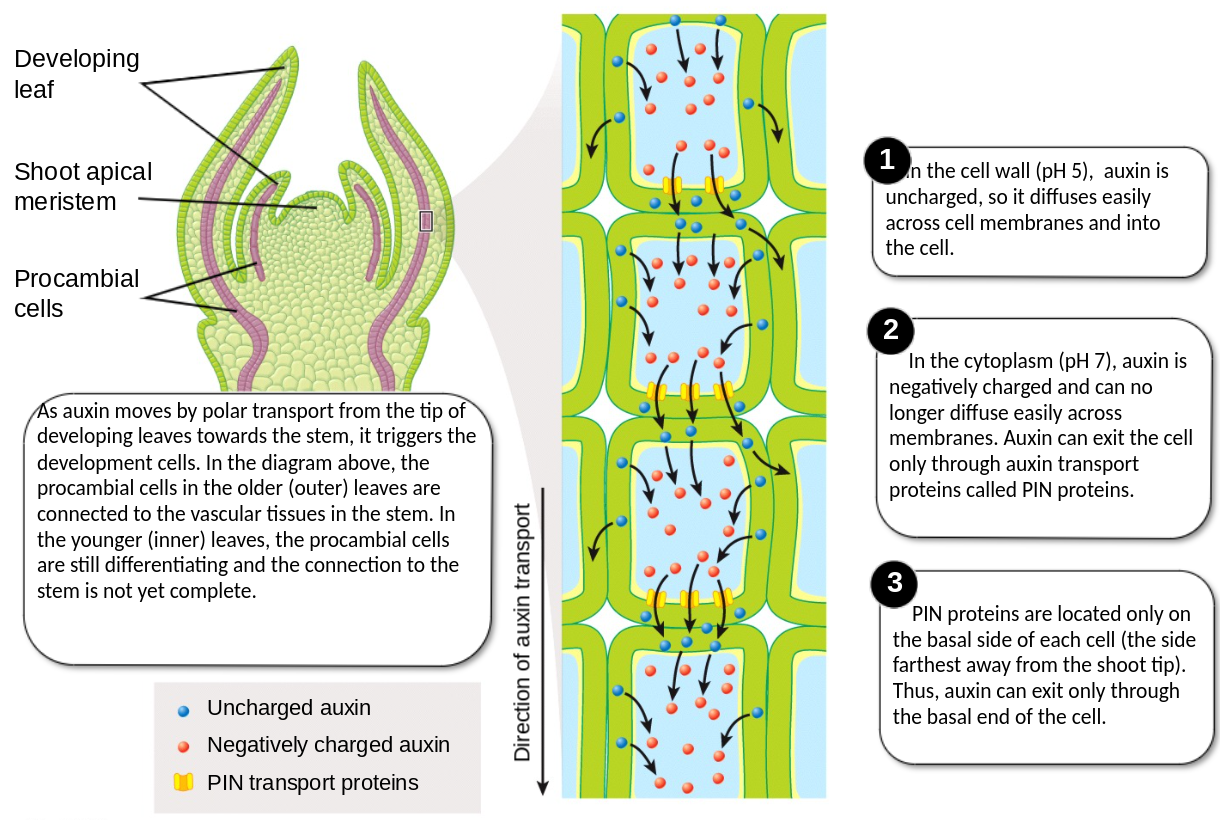 <ul><li><p>guides vascular differentiation</p></li><li><p>moved through a process called polar transport from the tips to the vascular tissue</p></li><li><p>no charge on the auxin in the cell walls</p><ul><li><p>gets into the cell and becomes negative</p><ul><li><p>PIN proteins: polar integral network proteins</p><ul><li><p>channels that allow the negative auxin to travel through the cell wall</p></li><li><p>found on the basal side, away from the tip</p></li><li><p>procambial cells = pre-xylem/phloem</p></li></ul></li></ul></li></ul></li></ul>