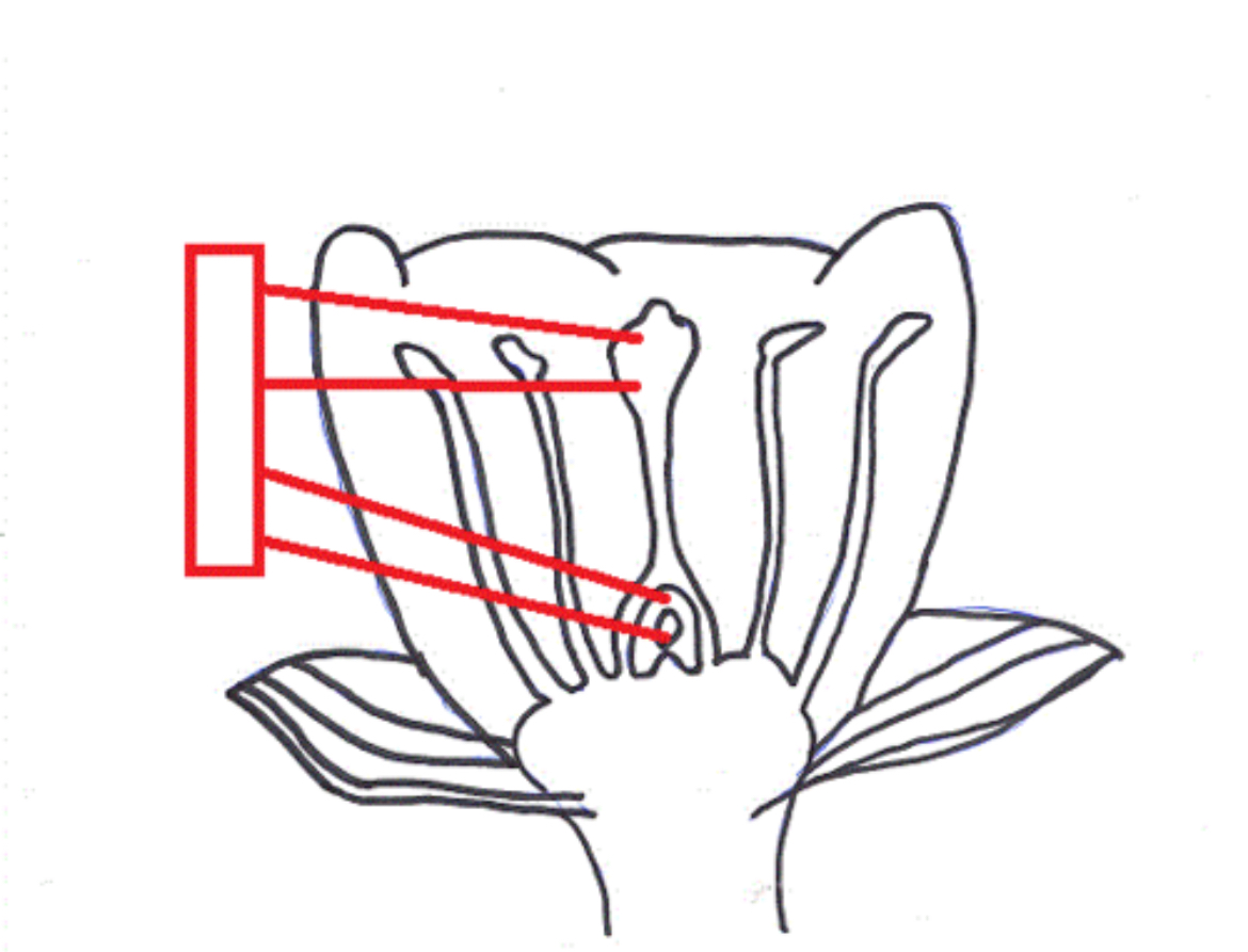 <p>T<span>he female ovule-bearing part of a flower composed of ovary and style and stigma</span></p>