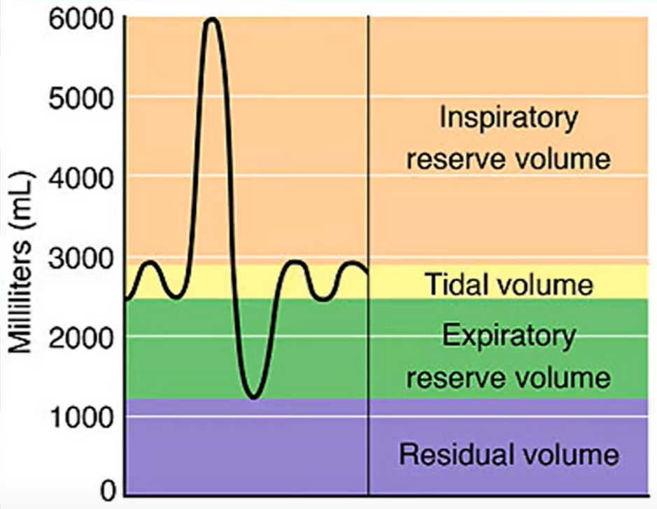 <p>define tidal, vital, residual and total lung capacity</p><p>how do you calculate pulmonary ventilation rate (PVR)</p>