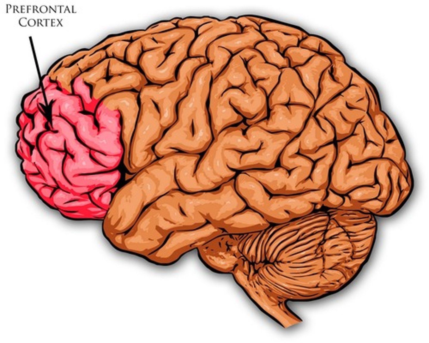 <p>The part of the brain responsible for controlling our impulses and balancing emotions. This stops us from hitting someone when angry. The prefrontal cortex is located at the very front of the frontal lobe.</p>