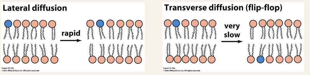 <p>Lateral diffusion:</p><ul><li><p>2D fluid - diffusion speed ~2 micrometers/s</p></li></ul><p>Transverse diffusion:</p><ul><li><p>large energy barrier because the head group must cross the hydrophobic interior of the bilayer&nbsp;</p></li><li><p>catalysed by 2 classes of enzymes - lipid scramblases (bidirectional and ATP-independent), lipid flippases (unidirectional and ATP-dependent)</p></li></ul><p></p>