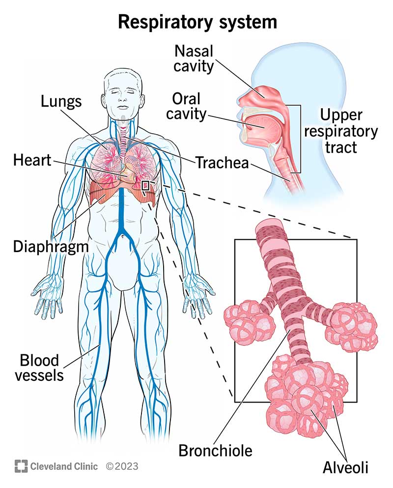 <p>a pair of cone-shaped organs in the thoracic cavity that are responsible for respiration with the right lung being larger than the left due to the hearts position; receive air through the bronchial tubes</p>