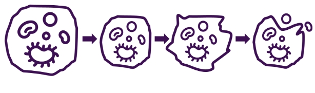 <p>Apoptosis</p>