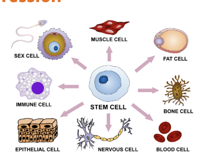 <p><span>When cells become&nbsp;</span>specialized<span>&nbsp;for a specific job (e.g., muscle, skin, nerve).</span></p>